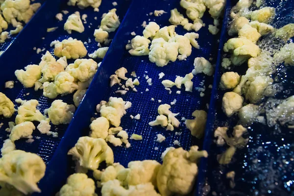 Cauliflower Cleaned Washed Dried Frozen Further Storage Industrial Line Processing — Stock Photo, Image