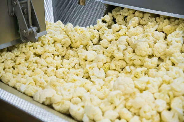 Cauliflower Cleaned Washed Dried Frozen Further Storage Industrial Line Processing — Stock Photo, Image