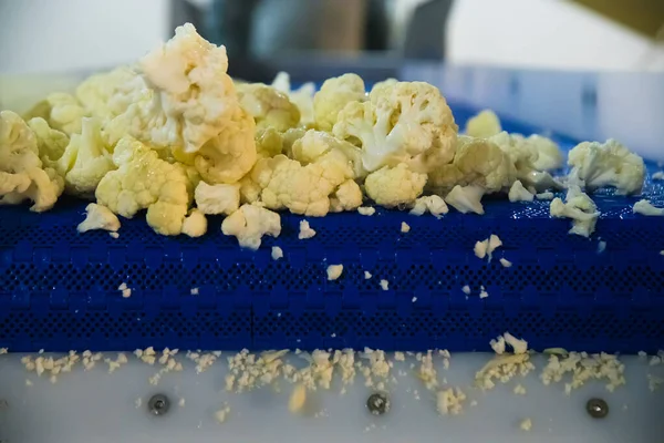 Cauliflower Cleaned Washed Dried Frozen Further Storage Industrial Line Processing — Stock Photo, Image