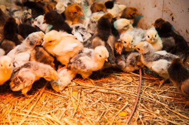 Bir sürü renkli tavuk kümeste koşuşturuyor.