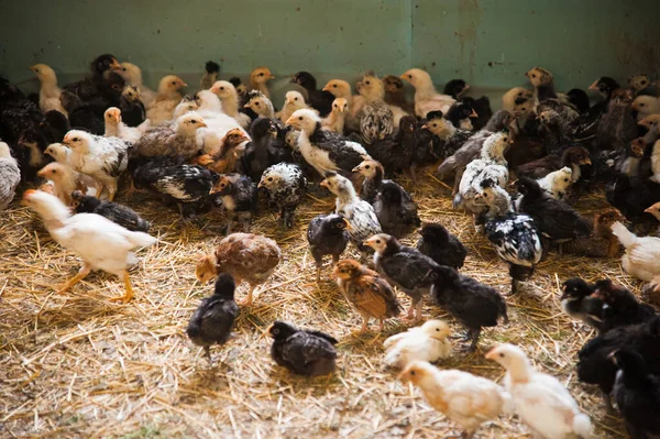 Spousta Malých Barevných Kuřat Pobíhajících Kolem Kurníku — Stock fotografie