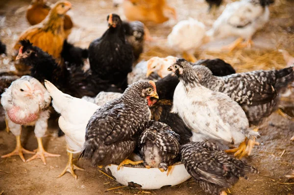 Banda Małych Kurczaków Biegających Sianie Farmie — Zdjęcie stockowe