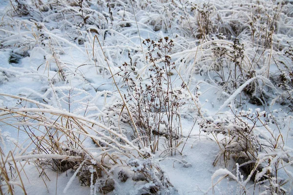 Paisagem Inverno Grama Inverno Árvores Neve Gelo Severo Boa Noite — Fotografia de Stock