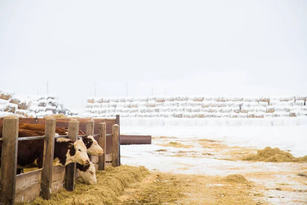 Tehenek Borjak Egy Állattenyésztő Gazdaságban Télen Tehenek Szénát Esznek Sétálnak — Stock Fotó