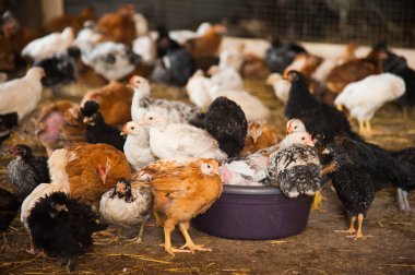 Bir grup küçük tavuk çiftlikte samanlıkta koşuşturuyor.