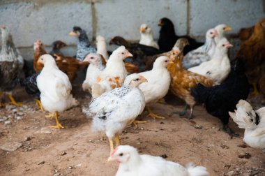 Bir grup küçük tavuk çiftlikte samanlıkta koşuşturuyor.