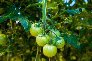 Büyük endüstriyel seranın içinde büyüyen domates bitkileri. Sanayi tarımı