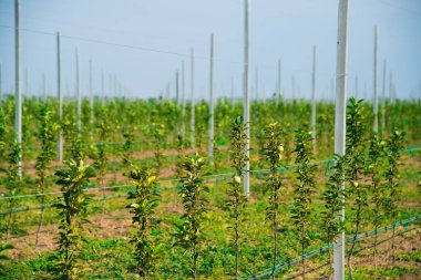 Elma ağaçlarının ticari amaçlar için endüstriyel bir ortamda yetiştirilmesi