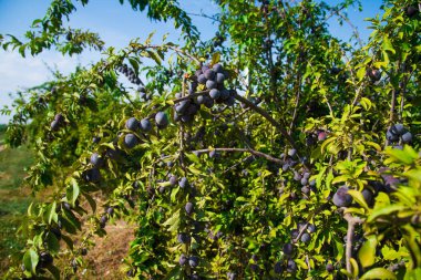 Olgun erik sürüleri güneşin altındaki ağaçların dallarında yetişir.