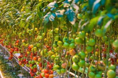 Serada yetişen olgun domates bitkisi. Lezzetli kırmızı domatesler.