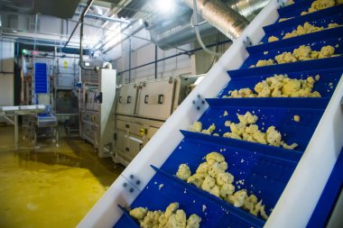 Karnabahar temizlenir, yıkanır, kurutulur ve dondurulur. Sebze işleme ve depolama sanayi hattı.