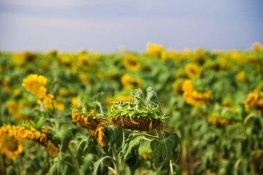 Tarlada güzel ayçiçekleri, doğal arka plan. Ayçiçeği tarlası ve mavi gökyüzü