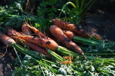 Açık arazideki tarlada havuç yetiştiriyor. Havuç yetiştirilen bir tarla. Tarım endüstrisi