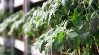 Domates çalılarının üzerindeki yapraklar rüzgarda sallanıyor.