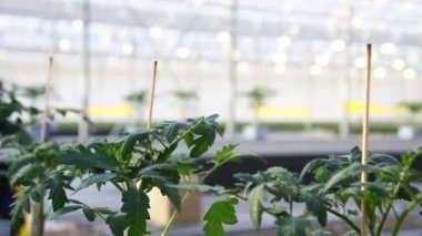 Domates çalıları işletmedeki taşıma bandında hareket eder.