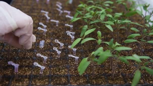 Pequenas Hastes Verdes Mudas São Cultivadas Laboratório — Vídeo de Stock