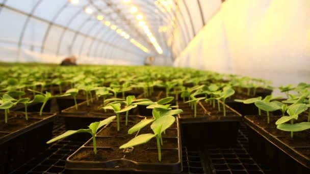 Veel Planten Groeien Netjes Een Kas Een Grote Stapel — Stockvideo