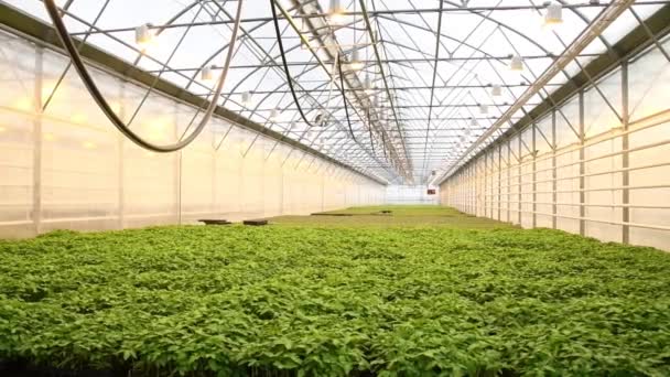 Muchas Plantas Crecen Limpiamente Invernadero Una Pila Grande — Vídeo de stock