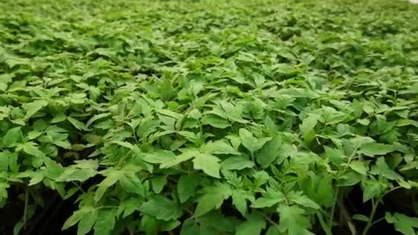 Muchas Plantas Crecen Limpiamente Invernadero Una Pila Grande — Vídeos de Stock