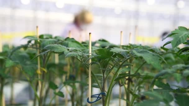 Las Hojas Arbustos Tomate Que Crecen Gran Invernadero — Vídeo de stock