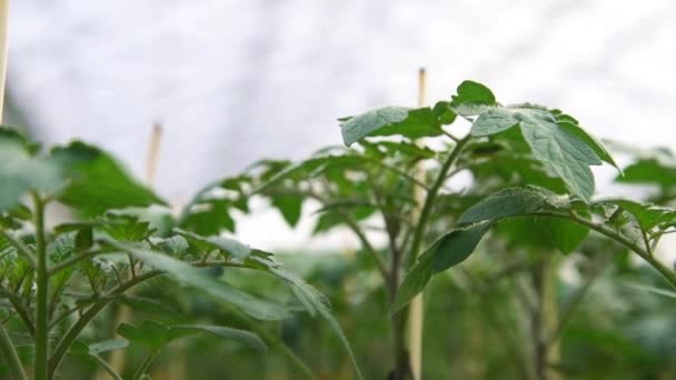 Las Hojas Arbustos Tomate Que Crecen Gran Invernadero — Vídeo de stock