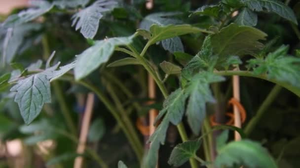 Φύλλα Των Θάμνων Ντομάτας Που Μεγαλώνουν Ένα Μεγάλο Θερμοκήπιο — Αρχείο Βίντεο