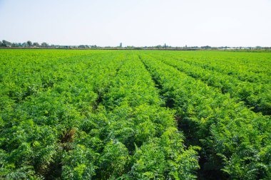 Havuçlar açık mavi gökyüzünün altındaki bir tarlada yetişir.