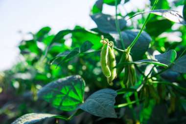 Yeşil bezelye tarlada büyüyor.