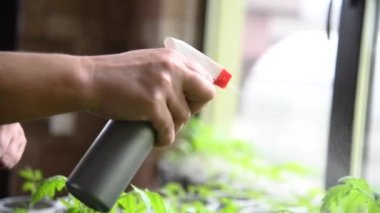 Genç domatesler saksıda ekilmeye hazır.