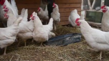 Beyaz horoz ve beyaz tavuk sürüsü