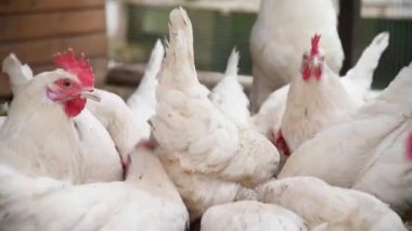 Beyaz horoz ve beyaz tavuk sürüsü