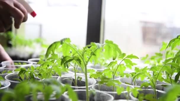 Młode Rośliny Pomidora Doniczkach Gotowe Sadzenia Ogrodzie — Wideo stockowe