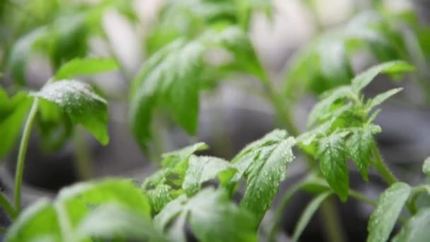 Plantas Jóvenes Tomate Macetas Listas Para Ser Plantadas Jardín — Vídeos de Stock