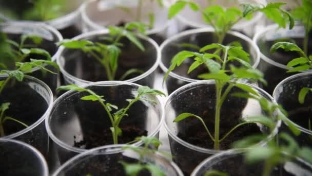 Jeunes Plants Tomates Dans Des Pots Prêts Être Plantés Dans — Video