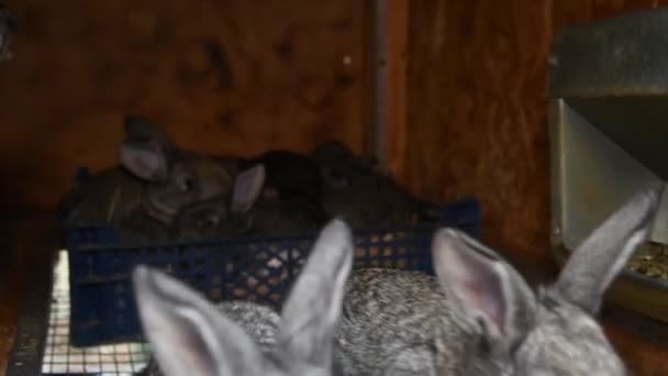 Rabbits Cages Farm Group Young Rabbits Hutch — Stock Video