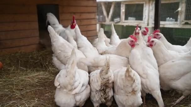 Weißer Hahn Und Gruppe Weißer Freilandhühner — Stockvideo