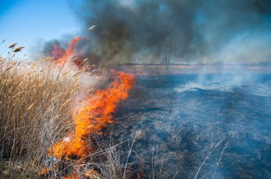 Kızgın orman bahar yangınları. Kuru otları yakıyor, göl boyunca kamış yakıyor. Çayırda çimler yanıyor. Ekolojik felaket. Ateş ve duman tüm yaşamı yok eder. İtfaiyeciler büyük yangını söndürür. Çok duman var.
