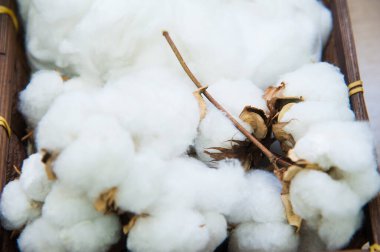 Dalın üzerindeki saf kar beyazı pamuk düzgünce kutuda yatıyor.