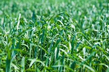 Bahar gününde buğday fideleri