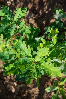 Güneş ışınlarının altındaki bir dalda yeşil bir meşe yaprağı yetişiyor.