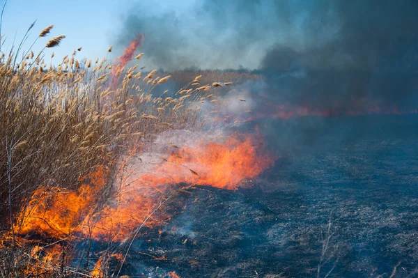 Incêndios Florestais Furiosos Queimar Relva Seca Junco Longo Lago Relva — Fotografia de Stock
