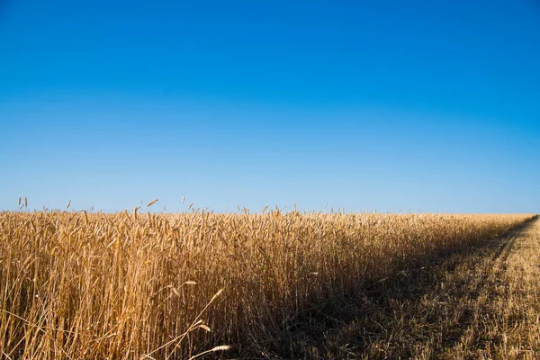 Goldenes Weizenfeld Unter Blauem Himmel — Stockfoto