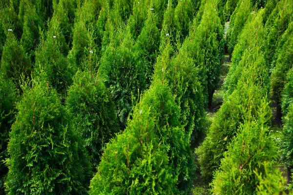 Plantas Pino Abeto Abeto Otros Árboles Coníferas Macetas Viveros —  Fotos de Stock