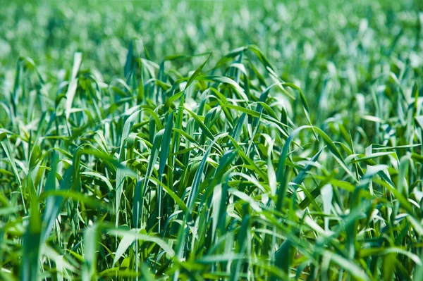 Bahar gününde buğday fideleri