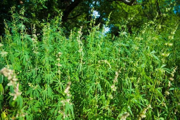 Cannabis Salvaje Naturaleza Plantas Cannabis Silvestre Crece Prado Soleado Día — Foto de Stock