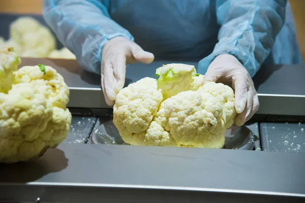 Cauliflower is cleaned, washed, dried and frozen for further storage. Industrial line for processing and storage of vegetables.