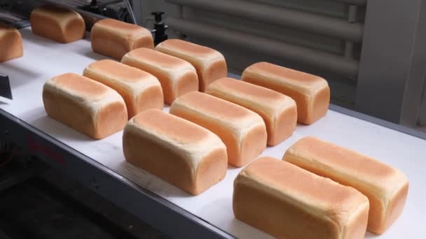 自動コンベヤベルトにパン屋のパンの負荷 — ストック動画