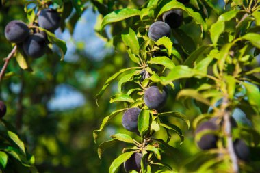 Olgun erik sürüleri güneşin altındaki ağaçların dallarında yetişir.