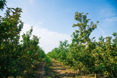 Elma ağaçlarının ticari amaçlar için endüstriyel bir ortamda yetiştirilmesi