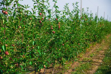 Elma ağaçlarının ticari amaçlar için endüstriyel bir ortamda yetiştirilmesi
